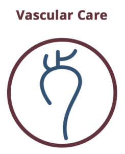 Vascular system icon