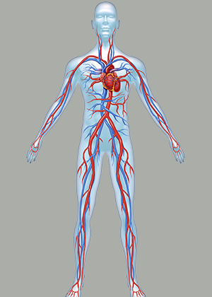 vascular-system-care-1 - ctvsurgeons