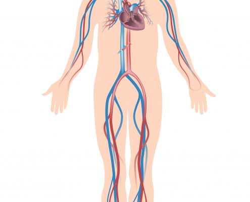 <a id="endovascular-aneurysm-repair">Endovascular Aneurysm Repair</a>